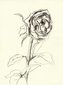 Rose 119