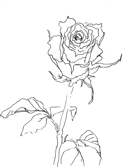 Rose267